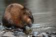 Muskrat2.gif