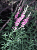 loosestrife_flwr_lrg.gif