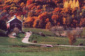 Farm autumn_cropped2.jpg
